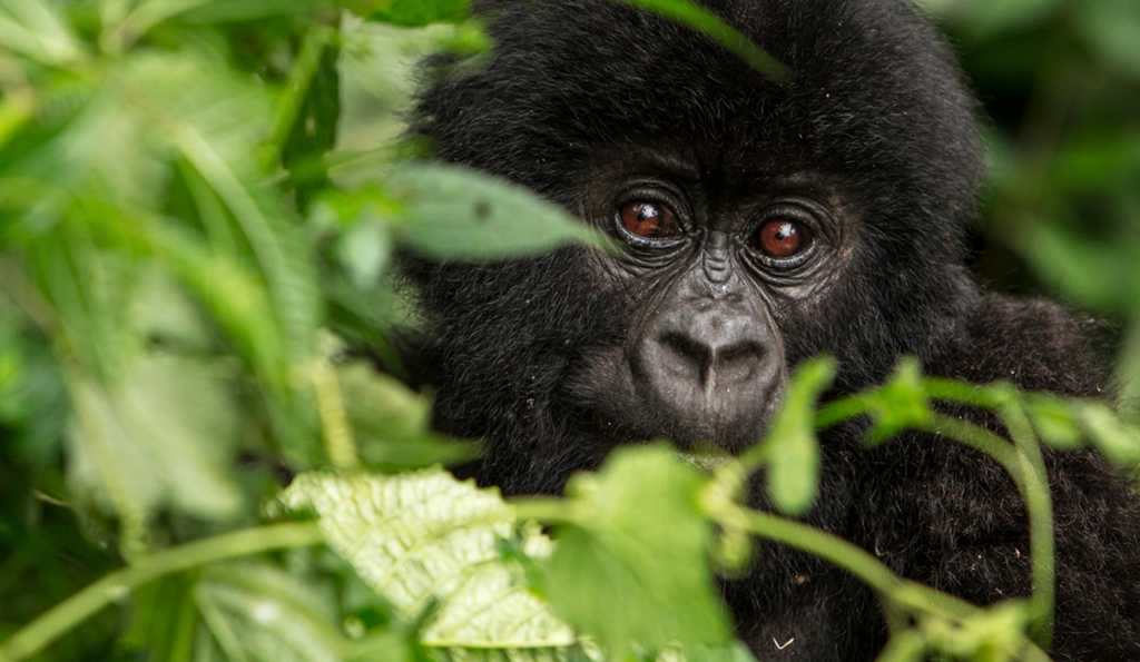 70% af villtum lífmassa horfinn á hálfri öld