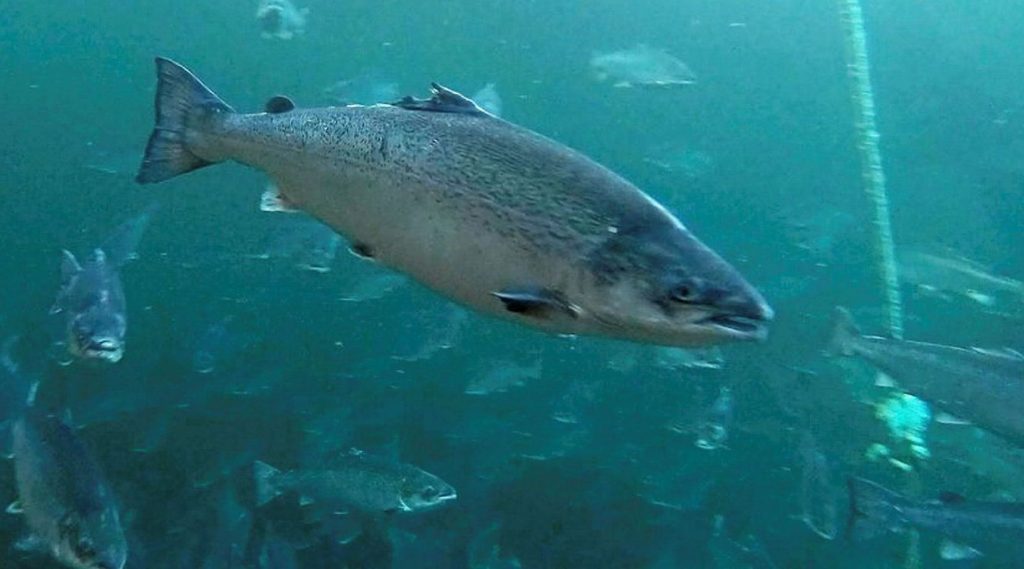 Ríkisendurskoðun sendir frá sér svarta skýrslu um sjókvíaeldi