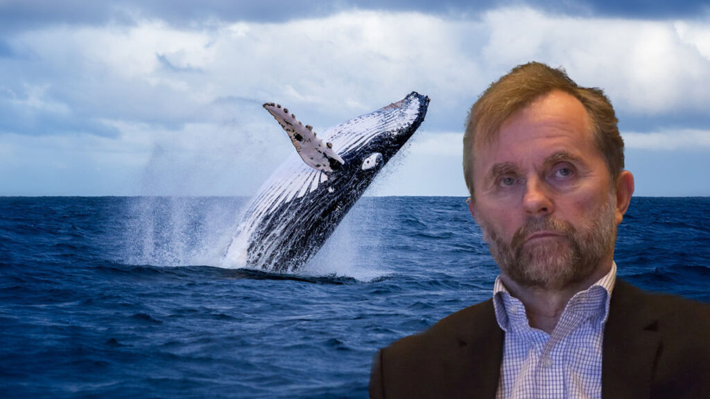 Íslendingar drepa hvali upp á sport, hvorki af nauðsyn né græða þeir á því