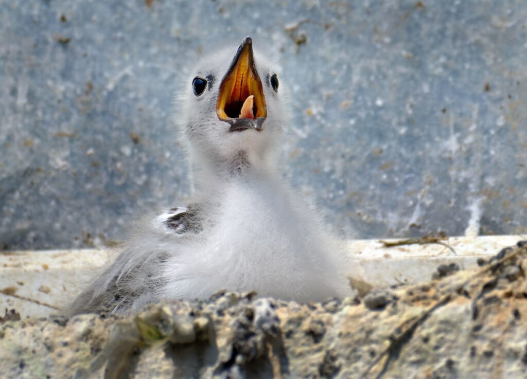 Tugþúsundir rita drepast við strendur Íslands og Noregs – ríkin gera ekki nóg til verndar