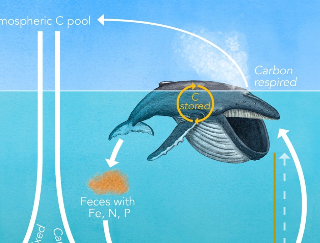 Rannsóknir benda til að hvalir séu gagnslausir sem áróðursmeistarar fyrir sjávarútvegsfyrirtæki