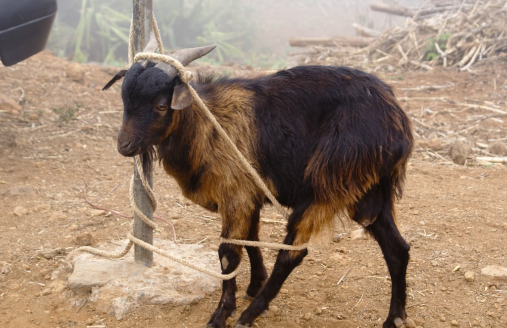 „Bankar og ríkisvald verja hina vitlausu“